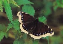 Camberwell Beauty Fairbourne Welsh Butterfly Zoo Safari Park Postcard