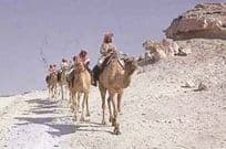 Camel Caravan Riding Arabian 1980s Rare Photo Postcard