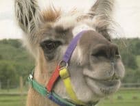 Camel Goat With LGBT Rainbow Muzzle Animal Postcard