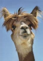 Camel Hairy Alpaca Human Scruffy Haircut Face Comic Animal Postcard