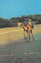 Camel Race Racing Arabian Sports Photo Postcard