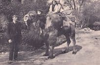 Camel Riding Rides London Zoo Zoological Gardens Postcard
