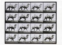 Camel Trotting Animal Photographic Locomotion Victorian Photo Postcard