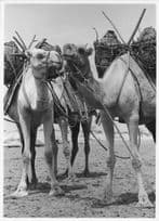 Camels After Refreshment Ready For Kenya Desert Work Old Press Photo
