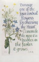 Camomile Borage Cordial Flowers Heart Natural Remedy Song Songcard Postcard