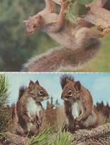 Canadian Squirrels & New York Squirrel 2x Vintage Postcard