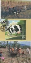 Cane Farming Fiji Cow Cattle Farm 1970s Postcard & Vaccine FDC