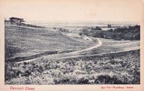 Cannock Chase Staffordshire Wyndham Series Antique Postcard