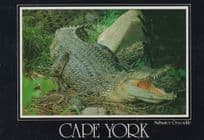 Cape York Crocodile USA Postcard