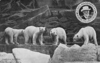 Carl Hagenbeck German ZooPolar Bear Circus Olympia London Old Postcard