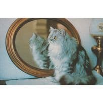 Carowinda Bobby Dazzler Silver Tabby Bedroom Grooms Cat Brenda Goodwin Postcard