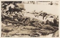 Caspers Alligator Jungle Breeding Pen Reptile Old RPC Postcard