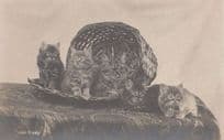Cat Cats Kittens Group Playing In Wicker Basket The Study Antique Postcard