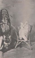 Cat Cats Old Friends Friend Companion Chair Tortoiseshell Mint Antique Postcard