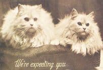 Cat Cats We're Expecting You White Fluffy 1909 Repro Animal Postcard