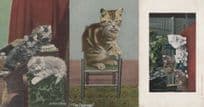 Cat Chairman Junior Clerks At The Study Window 3x Old Postcard s