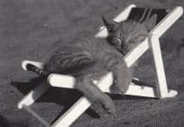 Cat Cuddled Onto Deck Chair Dutch Art Award Postcard