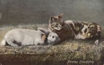 Cat Cuddling A Rabbit Strange Friendship Old Postcard