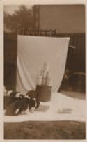 Cat Drinking Cans Of Lactose Milk Antique Comic RPC Postcard