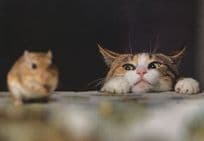 Cat & Hamster On Giant Table Animal Love Cute Comic Postcard