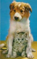 Cat Hiding Sitting Under Dog Protecting Love Romance Animal Photo Postcard