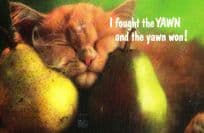Cat I Fought The Yawn Yawning Law Punk Parody Song Fruit Pears Sleeping Postcard