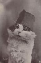 Cat In Tommy Cooper Hat The Turk Antique Cats Comic RPC Postcard