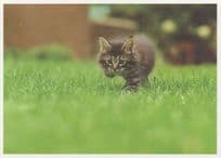 Cat Kitten With One Leg Paw Chasing Mouse Award Photo Postcard