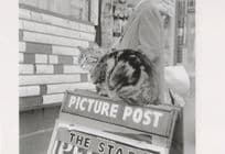 Cat On 1960s Newspaper Vendor Picture Post Stand Photo Postcard