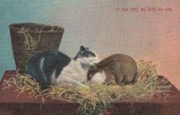 Cat & Rabbit Ear Biting Love Bite Comic Antique Postcard