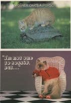 Cat & Tortoise Porsche Car 2x Comic Animal Postcard s