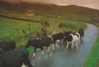 Cattle at Cumeenoole Strand Slea Head Dingle Irish Postcard