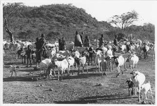 Cattle Rearing Herding At Kenya Farming 9x7 Vintage Press Photo