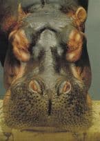 Cattle With Double Face Cow Butchers Optical Illusion Postcard