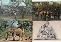 Ceylon Elephant Performing To Crowd Bathing Sri Lanka 4x Postcard s