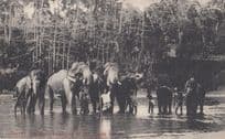 Ceylon Elephants Belong To Kandy Temple Indian Postcard