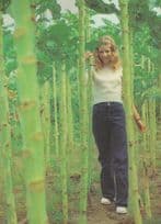 Channel Islands Giant Cabbage Vegatable Height vs Child Unique Postcard