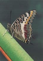 Charaxes Castor Rare Stunning Nymphalidae Butterfly Postcard