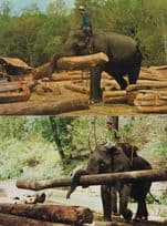 Chiengmai Elephants Working Thailand Teak Forest 2x Postcard s