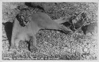 Chile Lion Leon Puma In Animal Trap Old Real Photo Postcard