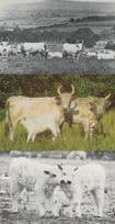 Chillingham Cattle 3x Vintage Postcard s