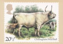Chillingham Wild Bull Farming Alnwick Northumberland Painting Postcard