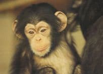 Chimpanzee at Colchester Essex Zoo Postcard