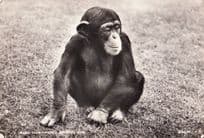 Chimpanzee Chimpanzees At London Zoo Wildlife Park 1950s Postcard