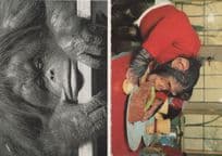 Chimpanzee Eating in Steak Restaurant Comic Monkey 2x Postcard