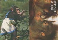 Chimpanzee Gardener Kissing Comic 2x Postcard s