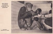 Chimpanzee Mum Gives Baby To London Zoo Keeper Postcard