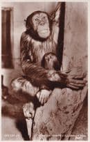 Chimpanzee Murders In The London Zoo Real Photo Postcard