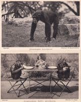 Chimpanzee Party Whipsnade 2x Antique Zoo Postcard s
