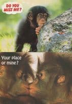 Chimpanzees Kissing Monkey Romance Dating 2x Comic Postcard s